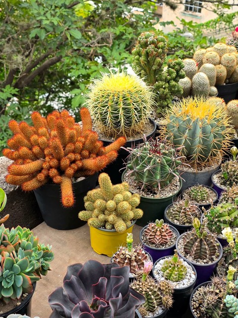 ταπετσαρίες landscaping, caryophyllales