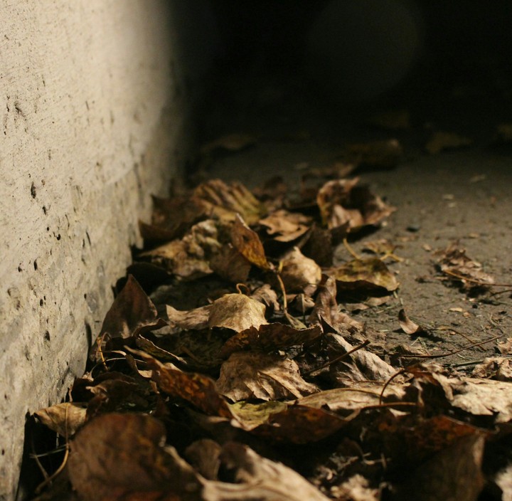 Leaves