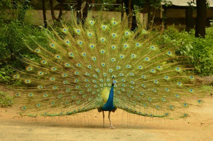 peacock
