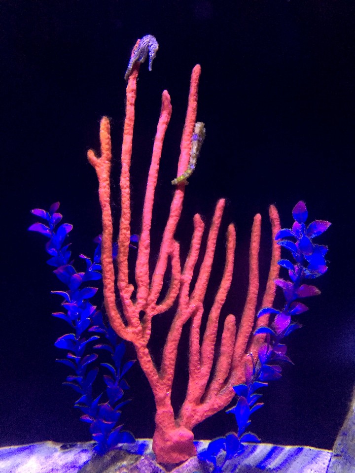 Seahorses