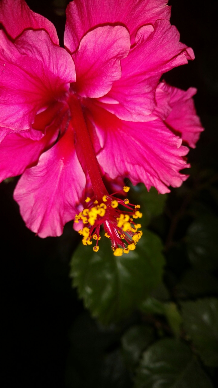 flower