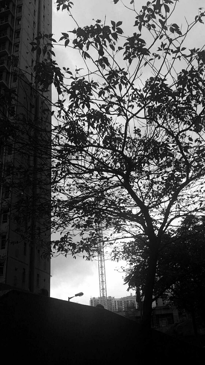 dark tree