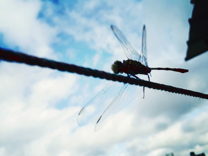 fly