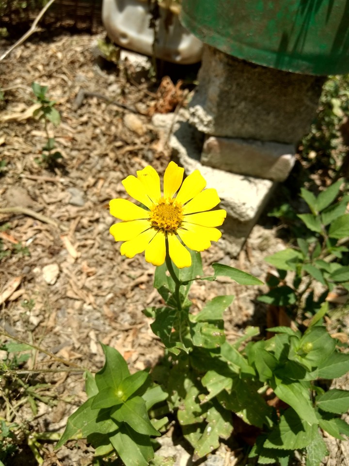 Flower yellow