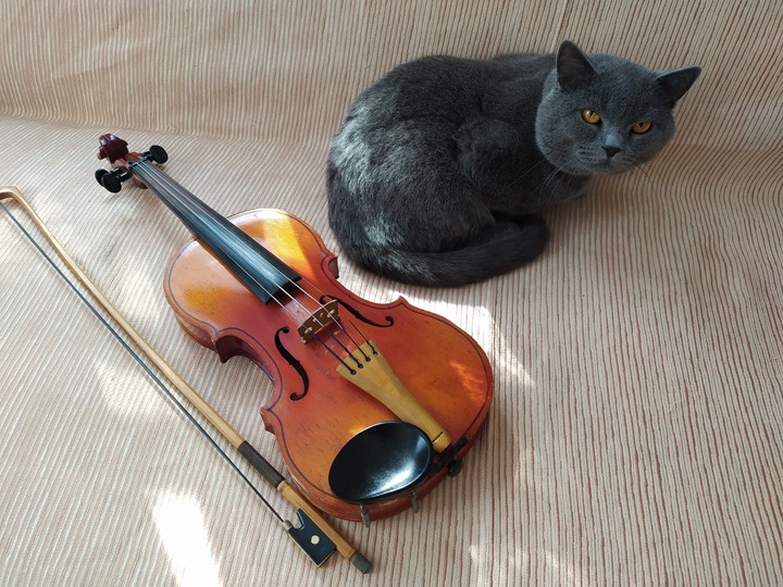 violin