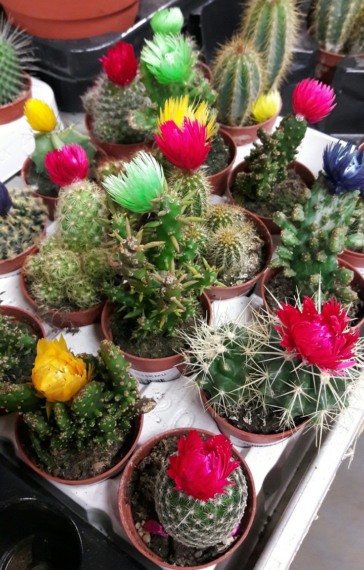 flowers