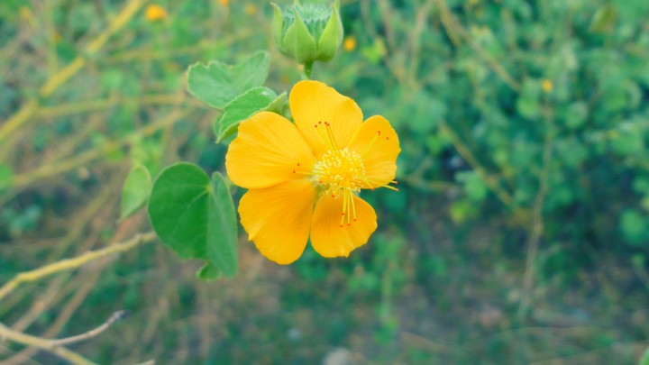 flower