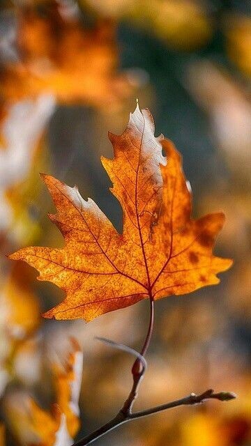 inverno