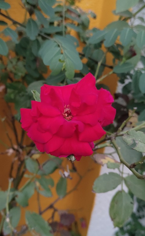 тапети flower, petal
