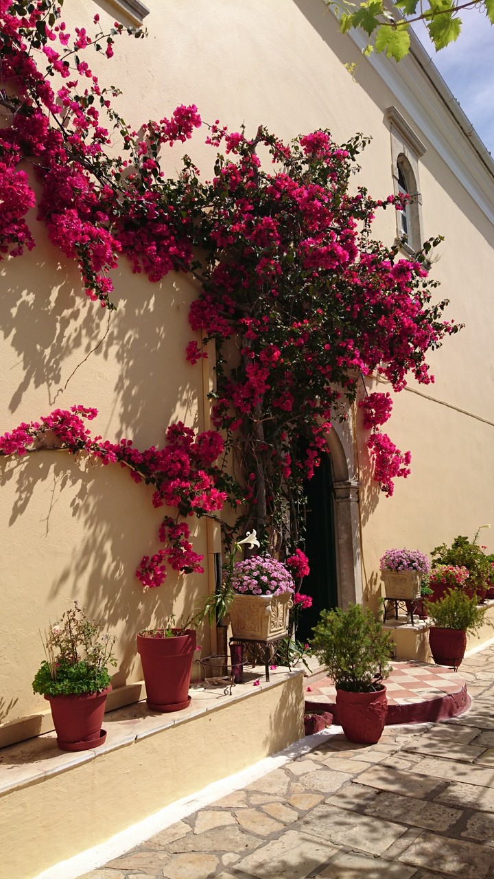 flowers