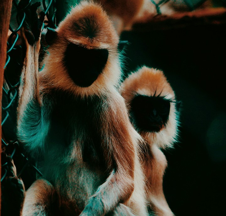 monkeys