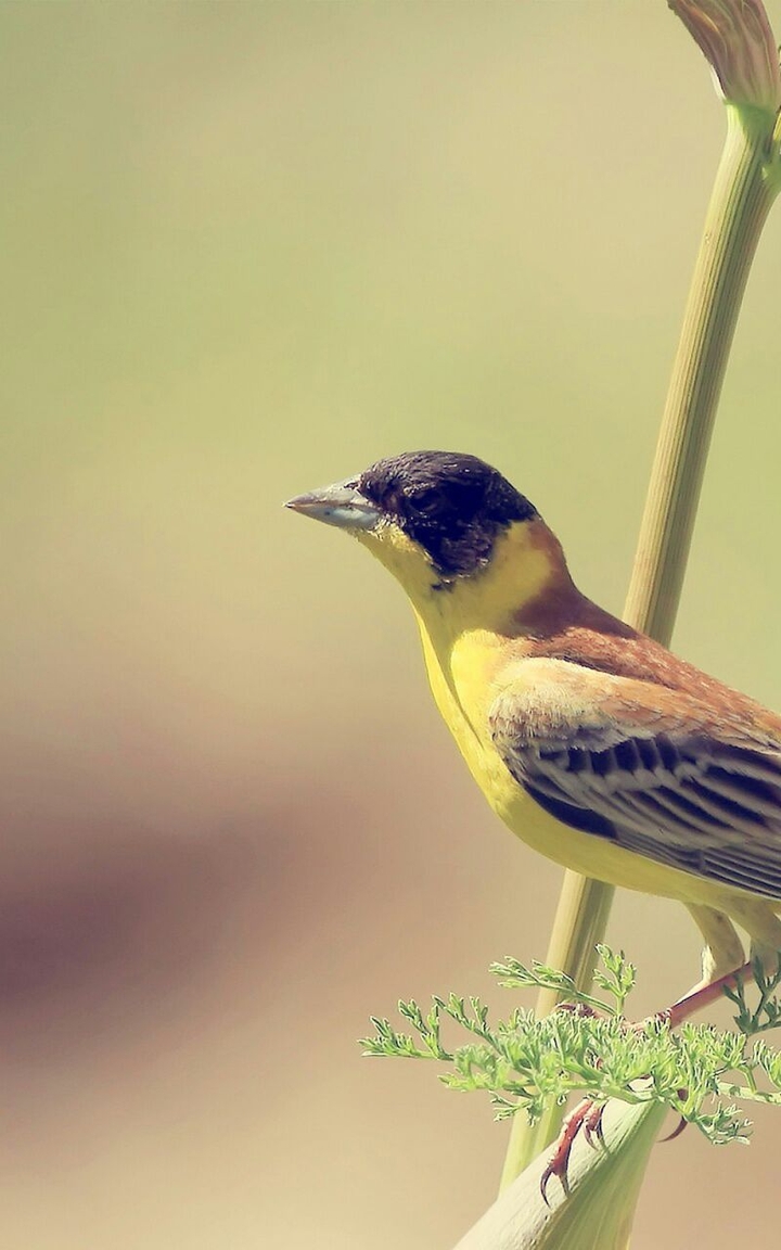 Bird