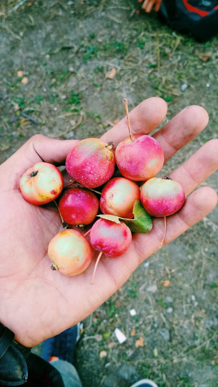 crab apples ....by Bhat Reyaz