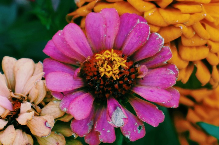 colorful flowers
