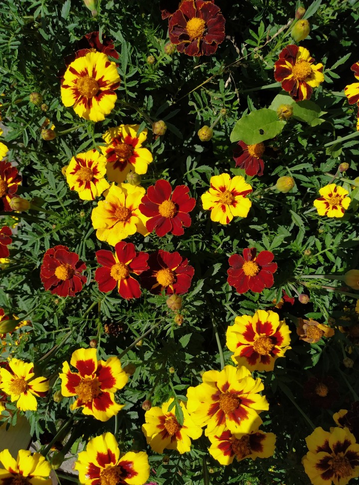flowers