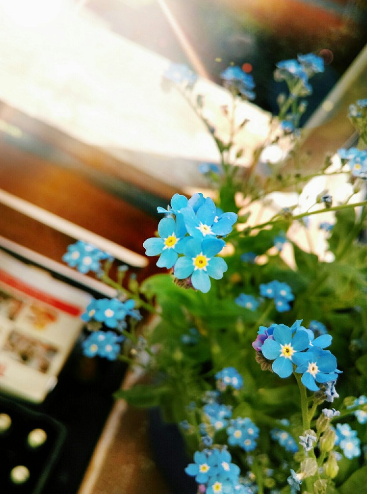 blue flower