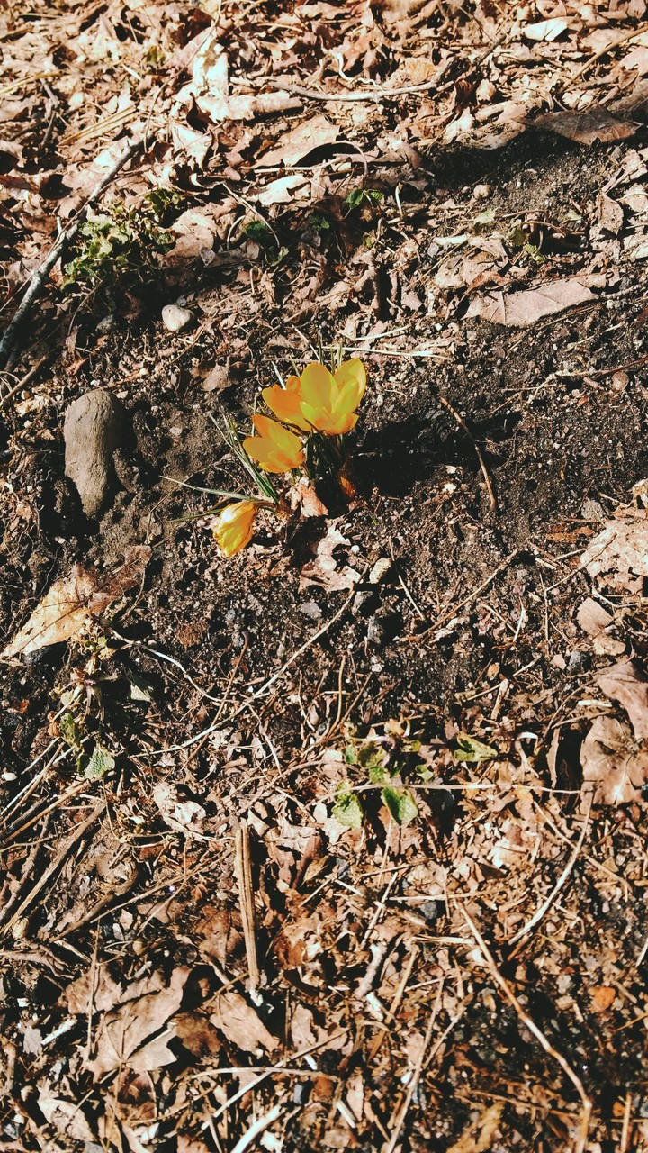 spring
