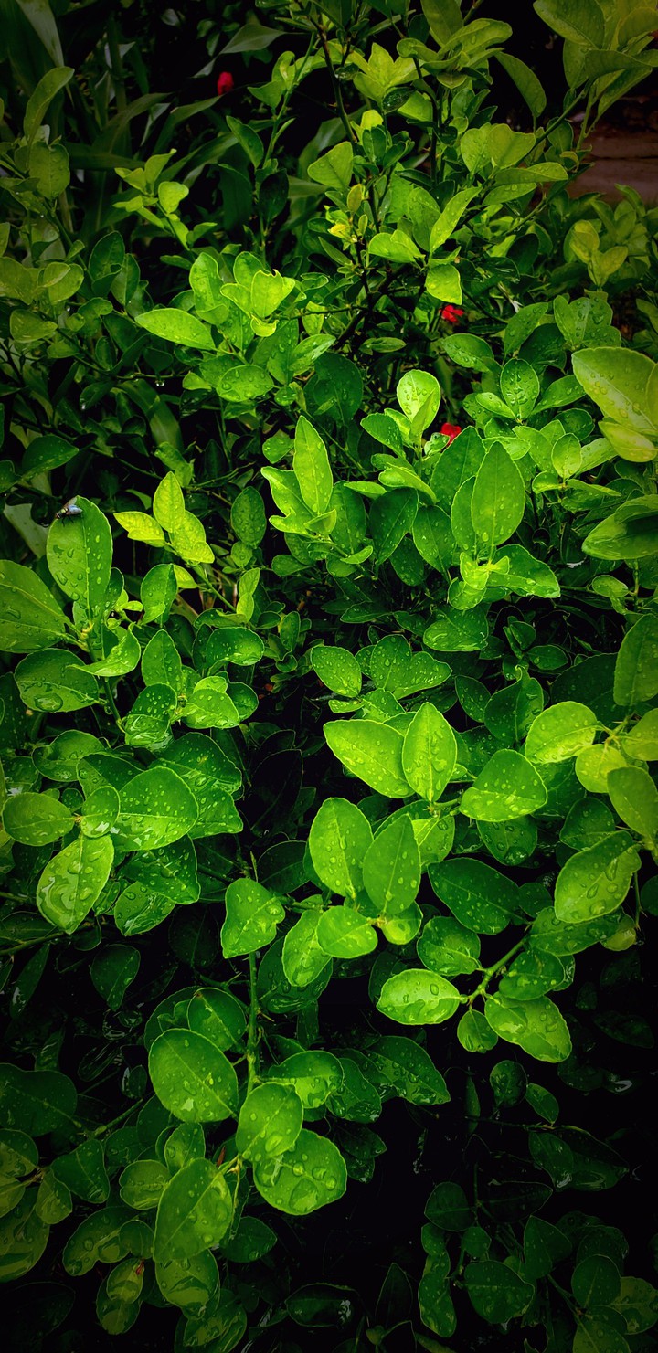 lemon Tree