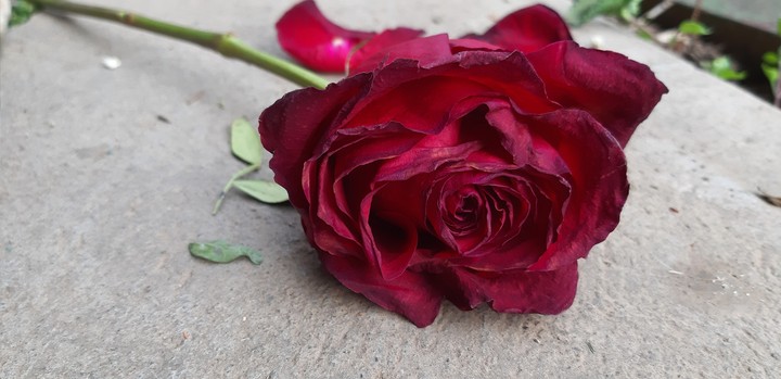 Rose