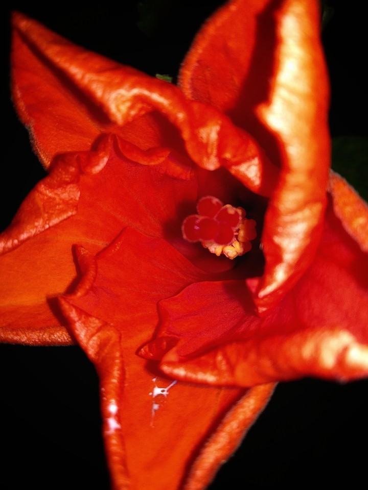 Hibiscus flower