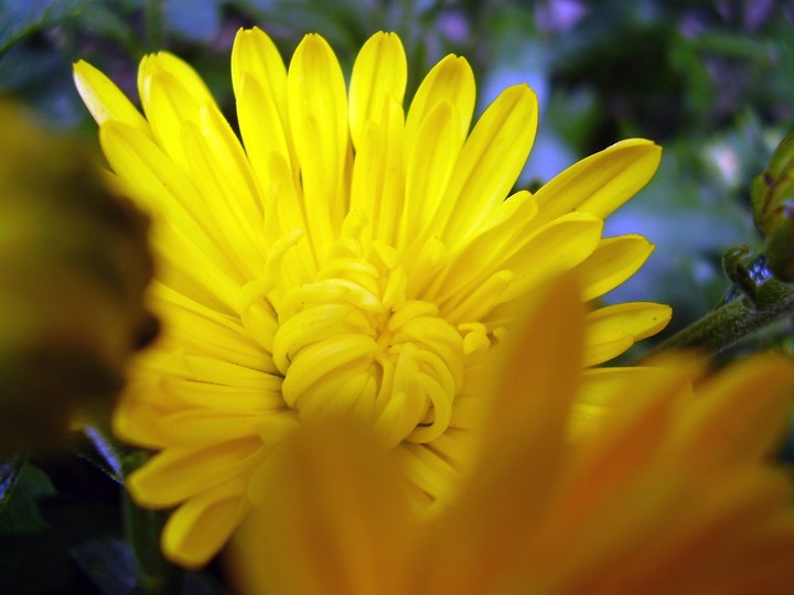 Gerbera