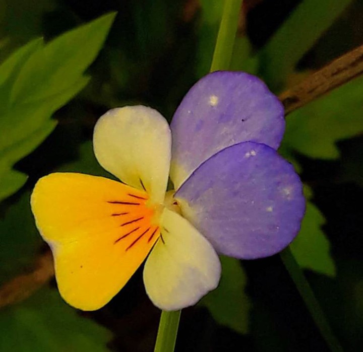 Nature