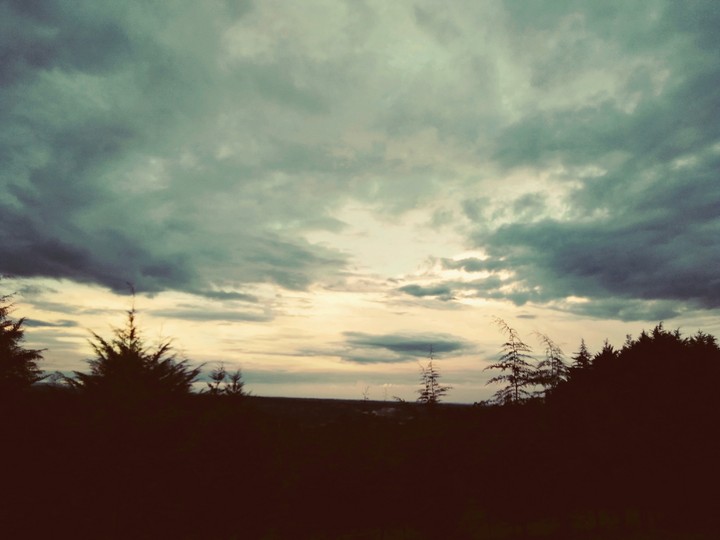 The forest