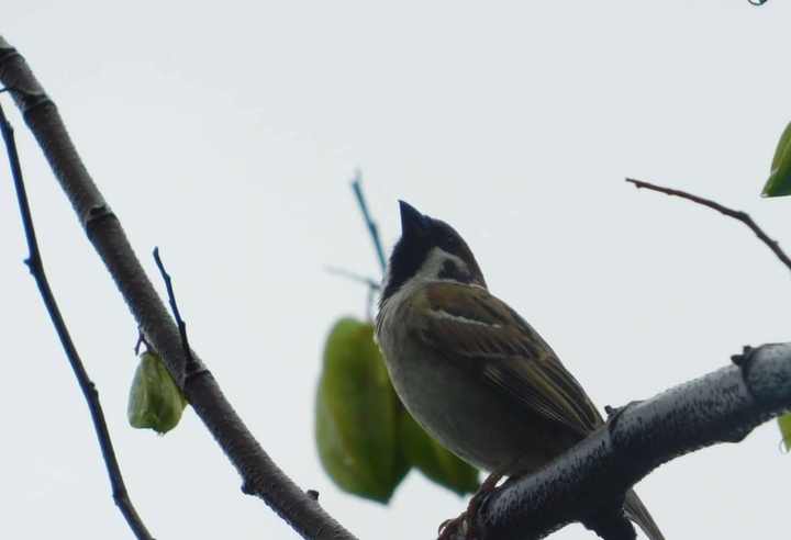 bird
