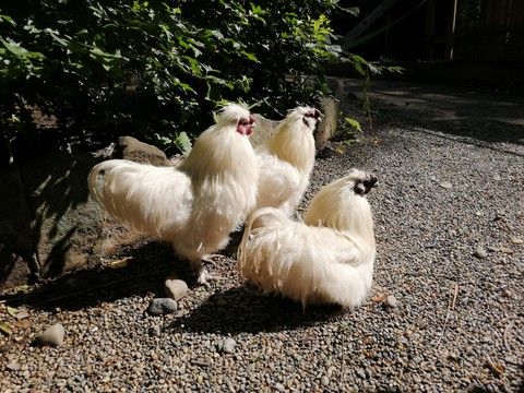 Chickens (курицы)