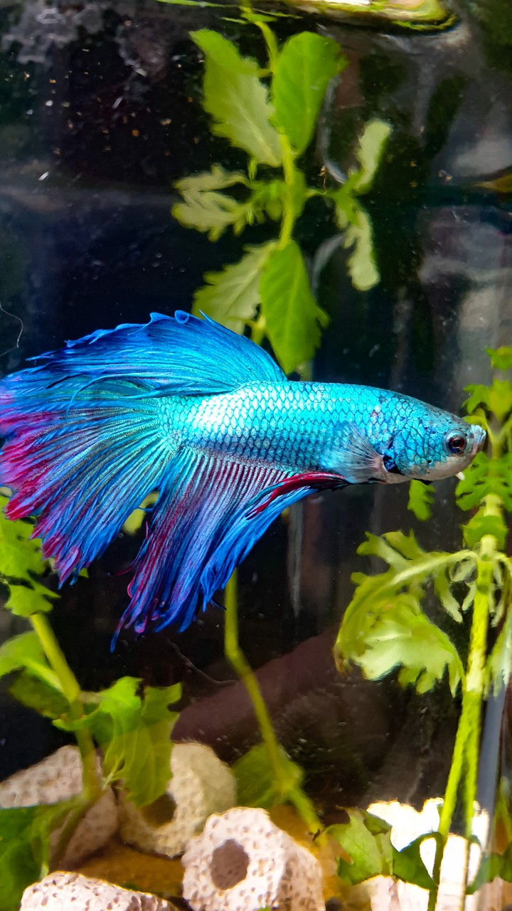 betta