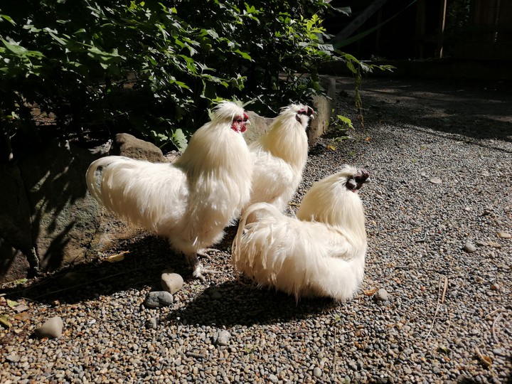Chickens (курицы)