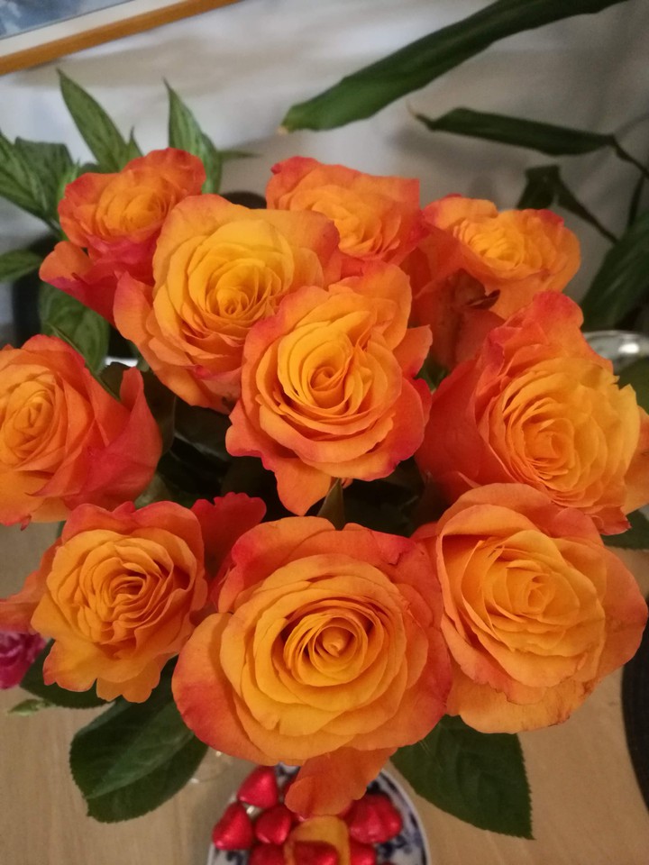 Orange roses
