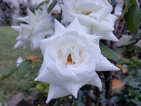 rose, plant Hintergrundbilder