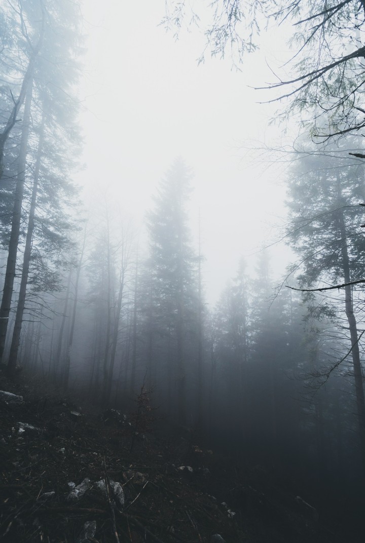 Clear Forest