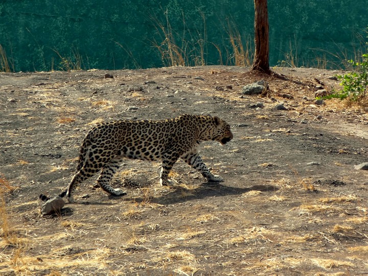 Indian Tiger