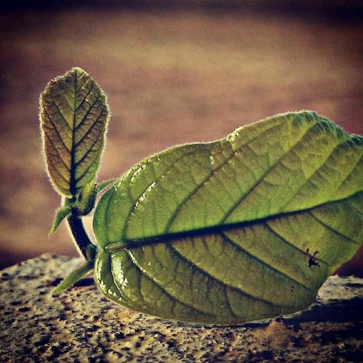 MY Click