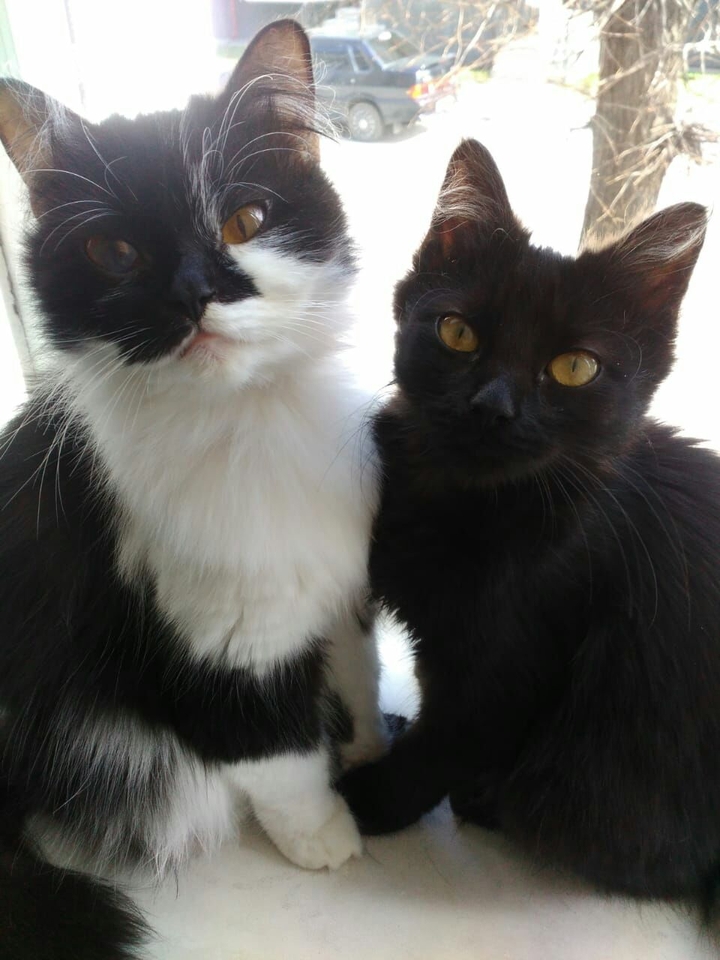 My cat └( ＾ω＾)」