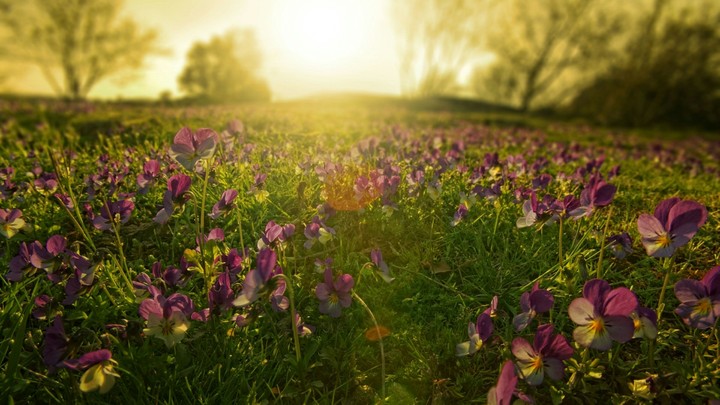 meadow