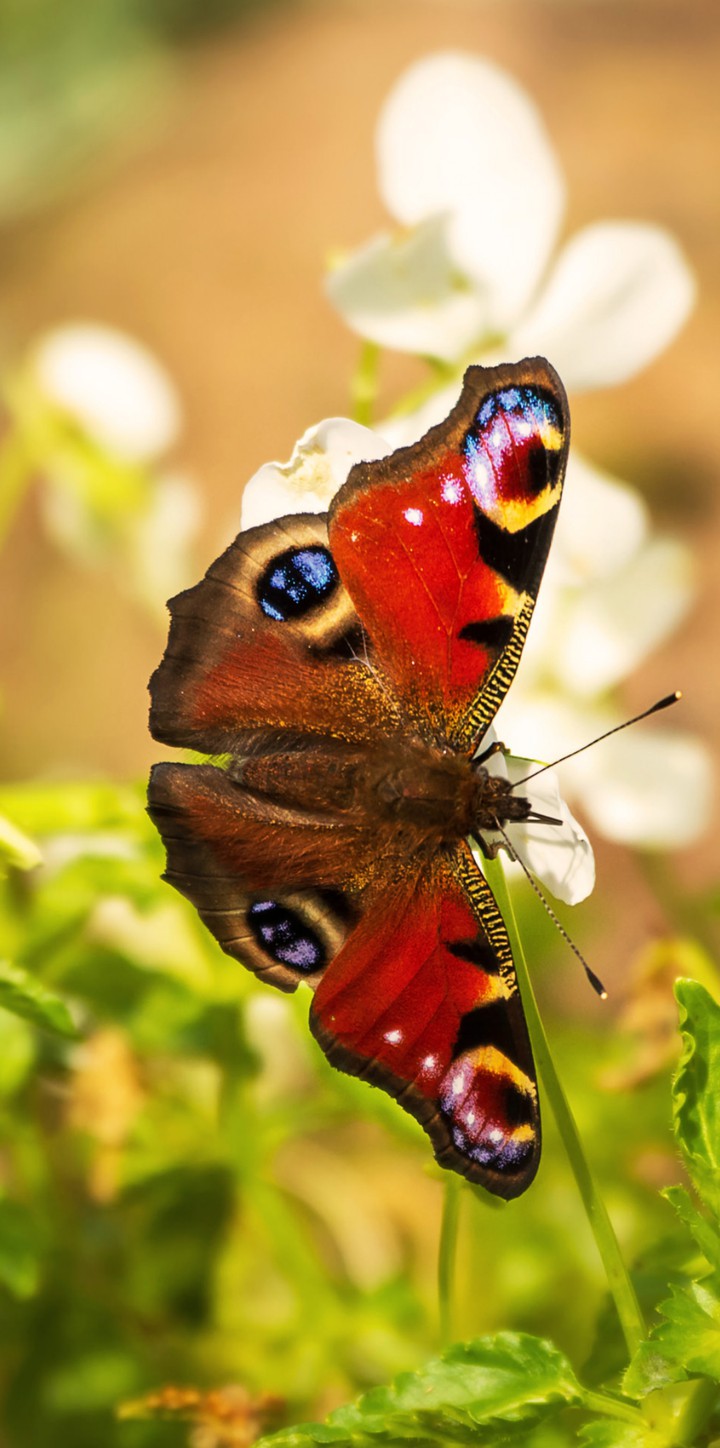 Beauty Butterfly