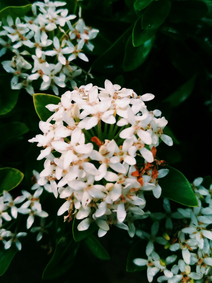 White flowers