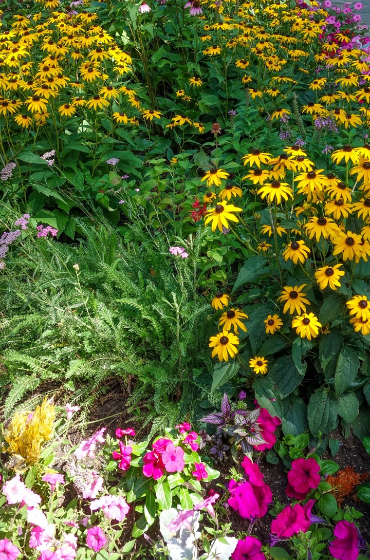 buffalo flowers