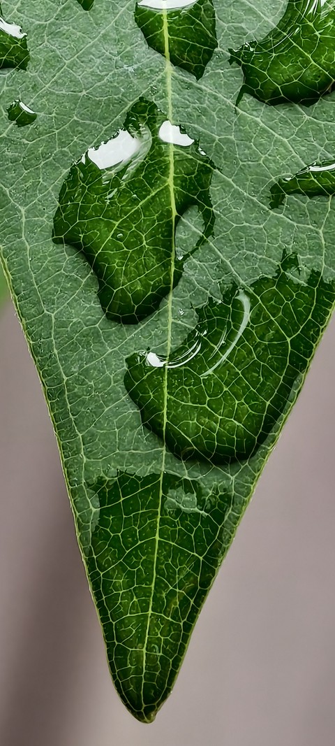Fresh after rain