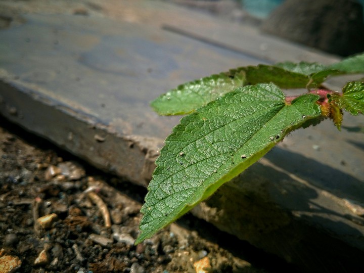 nature
