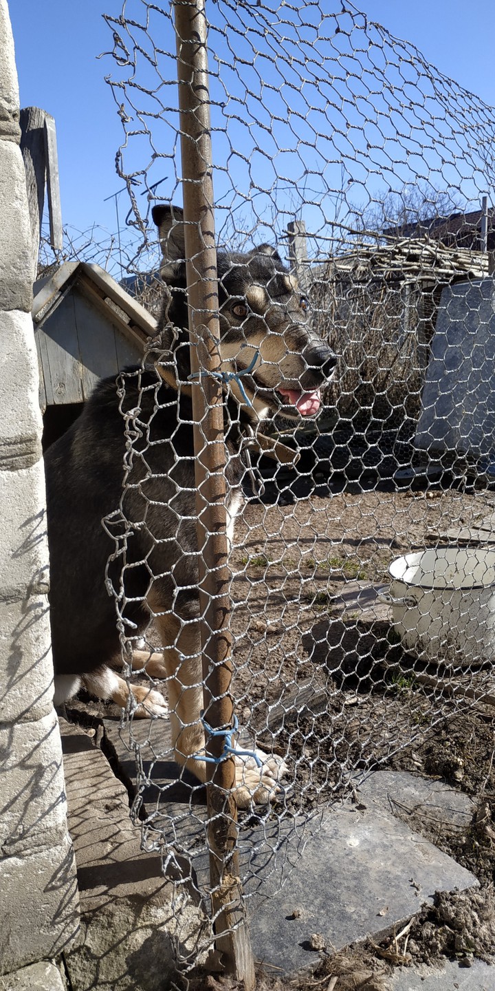 dog