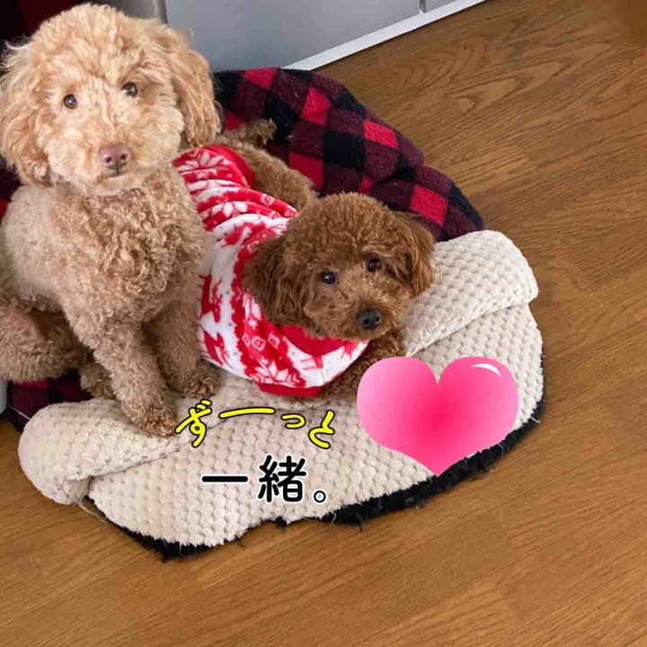 時々　休戦中〜