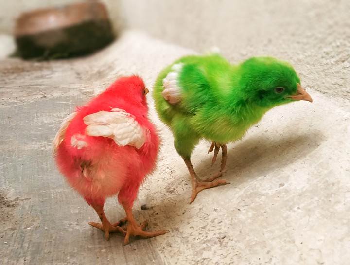 baby chicks