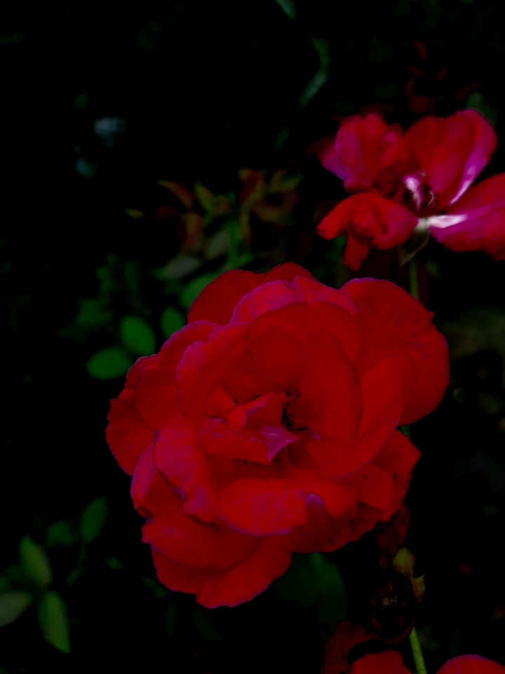 Red .Rose .