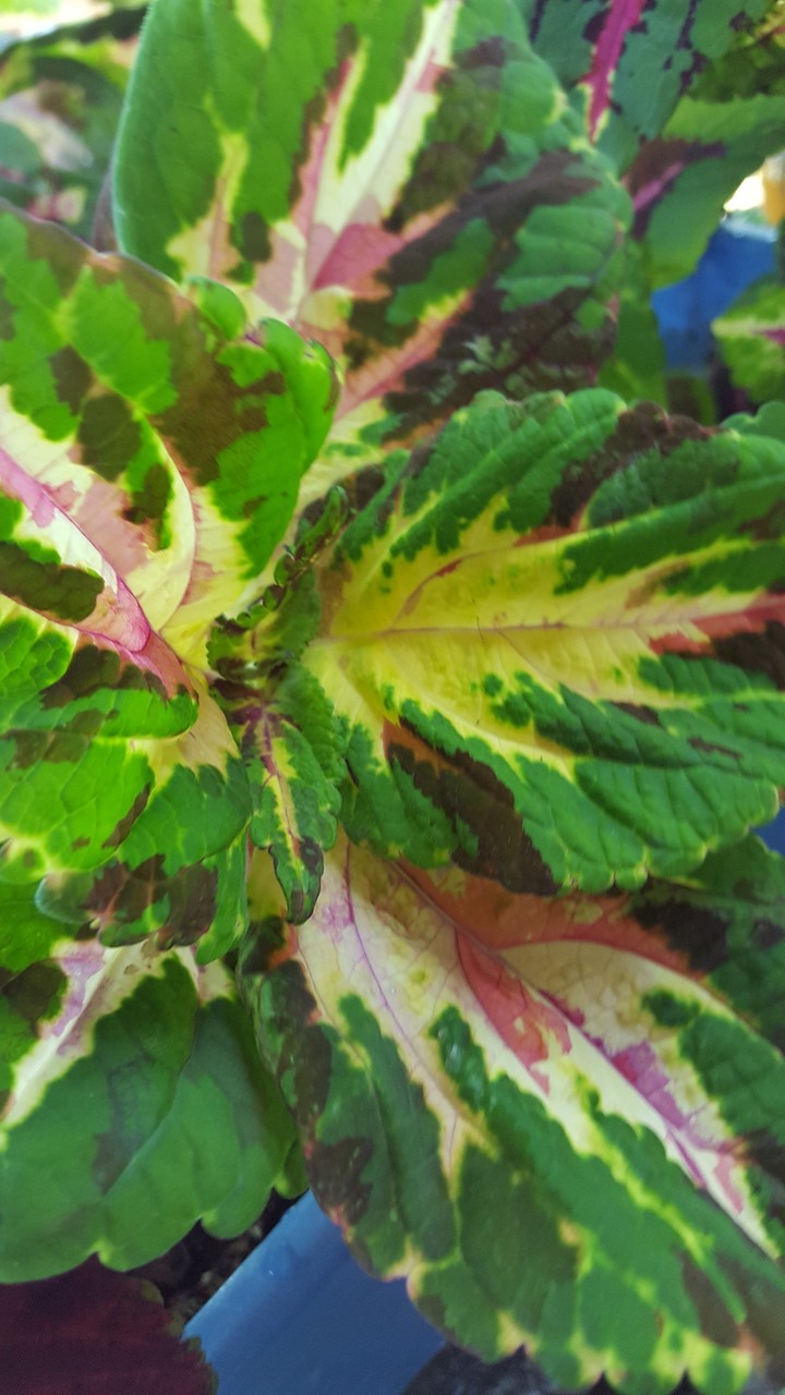 coleus