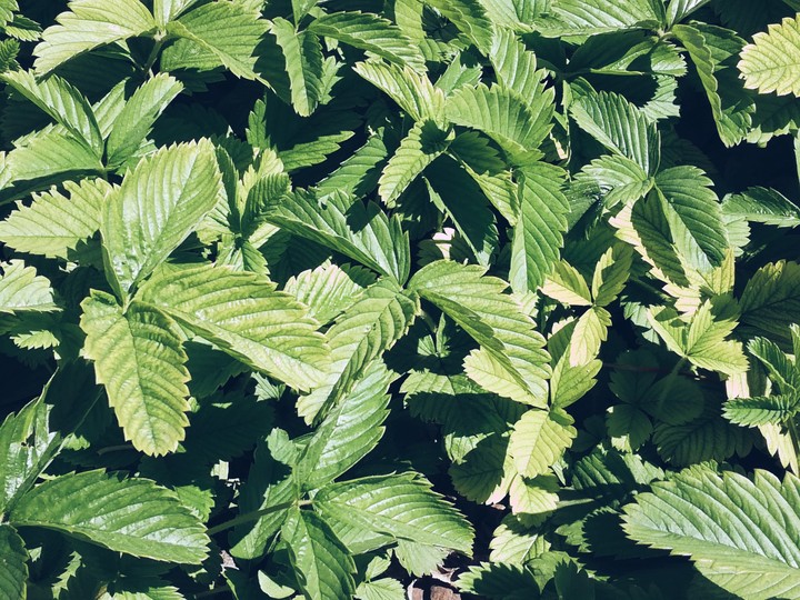 green green