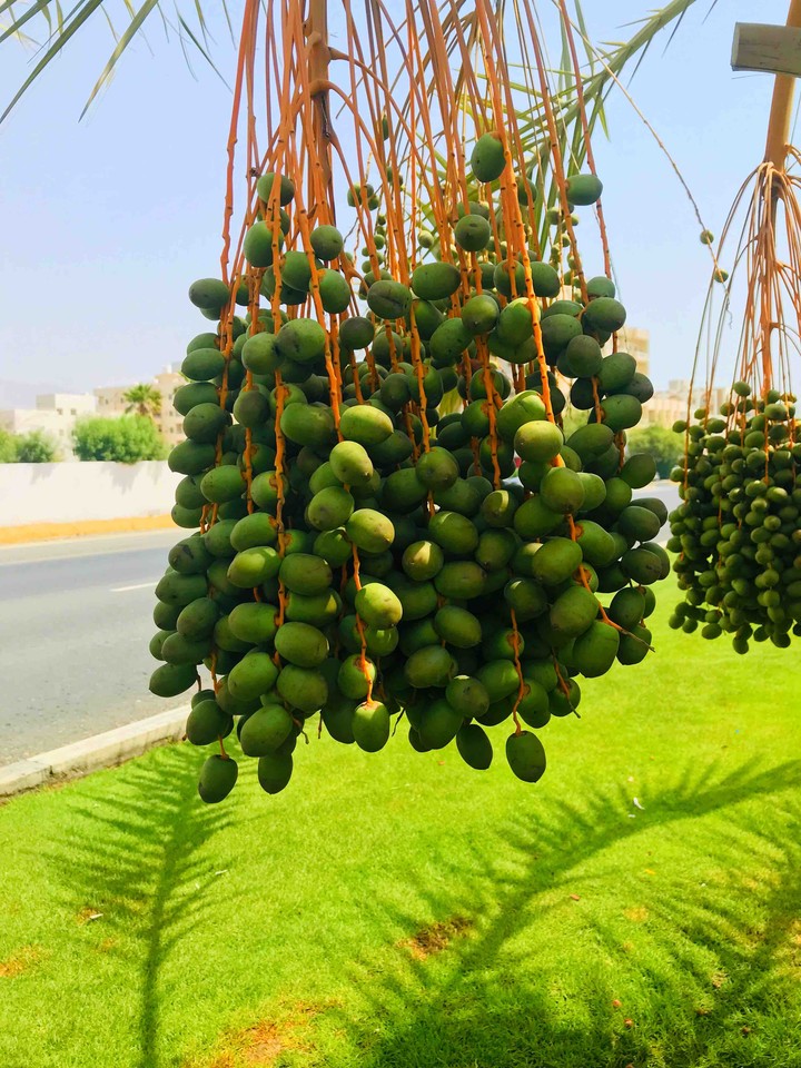 uae